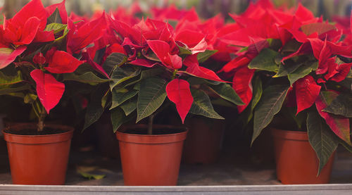 Close-up of red potted plant