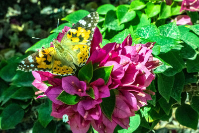 Close-up of butterfly on pink flower