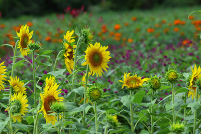 Close-up of yellow flowering plant on field