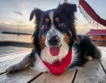 Close-up portrait of dog sitting on table against sky at sunset