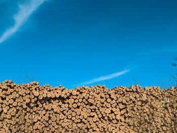 Low angle view of logs in forest against clear blue sky