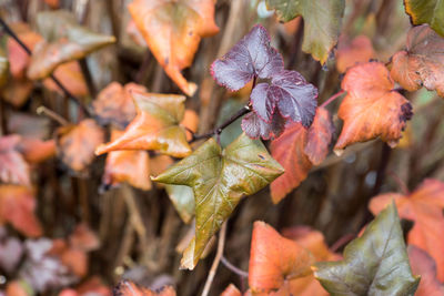 Close-up of maple leaves on plant during autumn