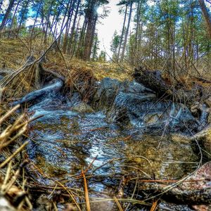 Scenic view of lake in forest
