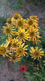 High angle view of yellow flowering plant