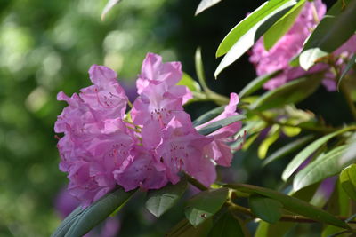 Close-up of pink flowering plant