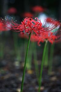 Close-up of red flower