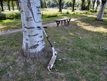 Trees in park