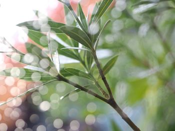 Close-up of flower buds