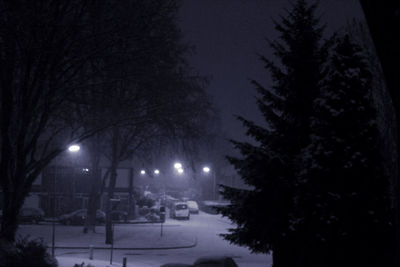 Bare trees in winter at night