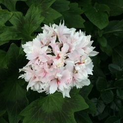 Close-up of pink flowers