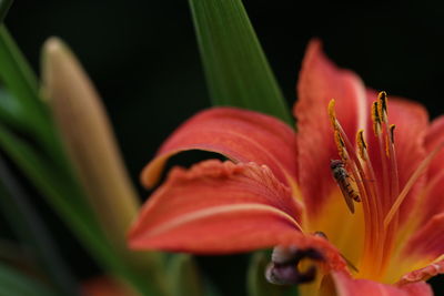 Close-up of orange day lily