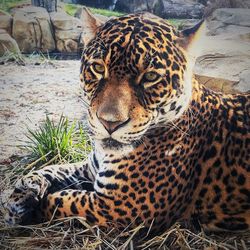 Tiger resting in a zoo