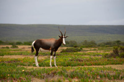Deer standing in a field