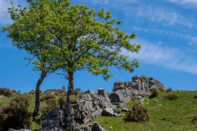 View of rock formation amidst trees against sky
