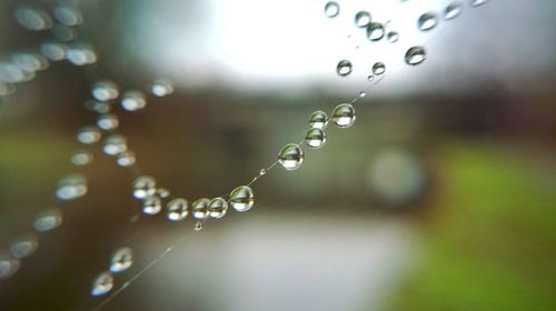 Close-up of water drops on spider web