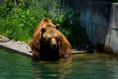 View of lion in the river