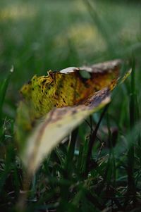 Close-up of butterfly on grass