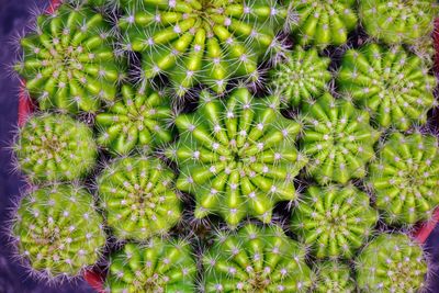 Full frame shot of cactus plant from above