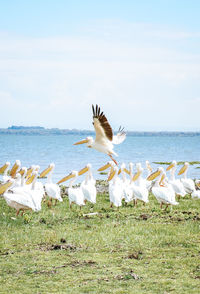 Seagulls flying over sea against sky