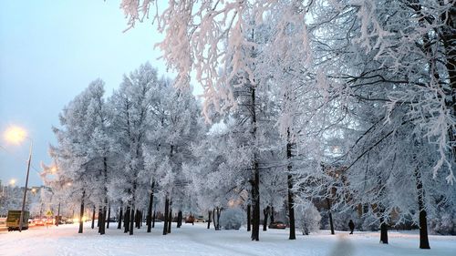 Snow covered street amidst trees during winter