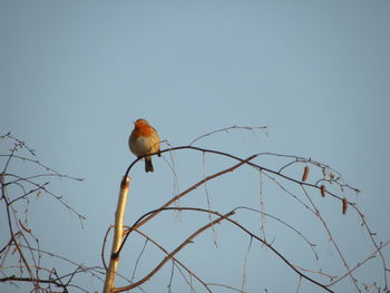 Low angle view of bird perching on branch against sky