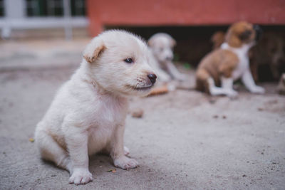 High angle view of a dog