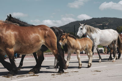 Horses standing in ranch against sky