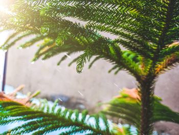 Close-up of pine tree leaves