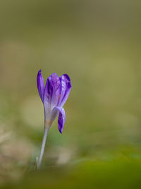 Close-up of purple crocus flower