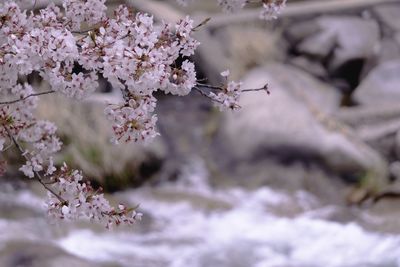 Cherry blossoms on the riverside