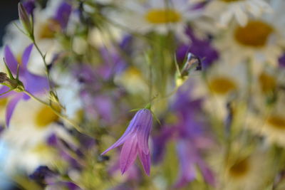 Close-up of purple flowers blooming outdoors