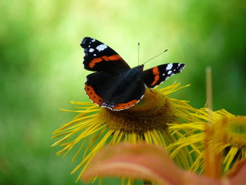 Close-up of butterfly pollinating on flower