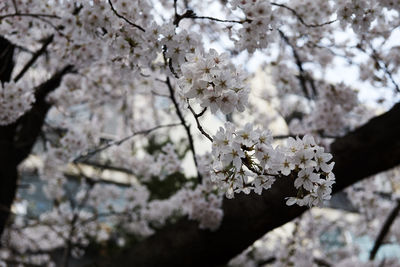 Low angle view of blossom tree