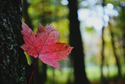 Close-up of maple leaves on tree