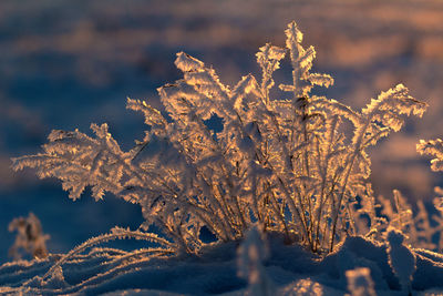 Close-up of frozen plants during winter