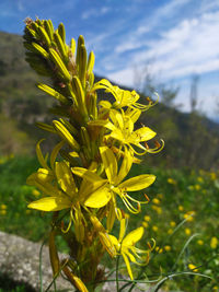 Close-up of yellow flowering plant on field