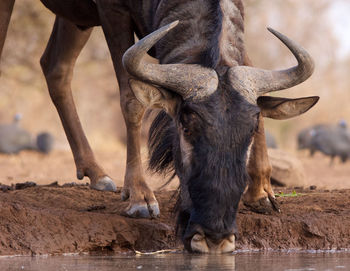 Wildbeest migration betwen serengeti and maasai mara national park