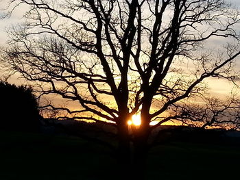 Silhouette of trees at sunset