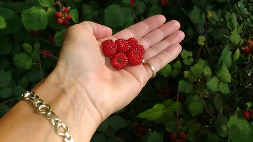 Human hand holding red wild raspberries