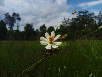 Close-up of white flowering plant on field