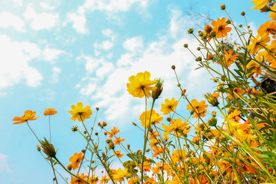 Low angle view of yellow flowering plants against sky