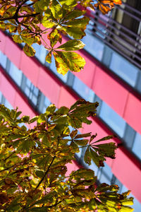 Low angle view of leaves on tree against building