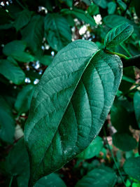 Close-up of fresh green leaves on plant