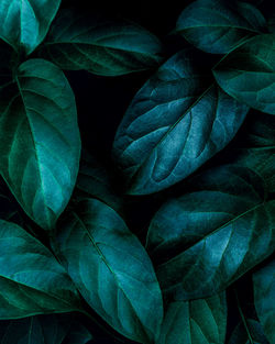 Full frame shot of green leaves