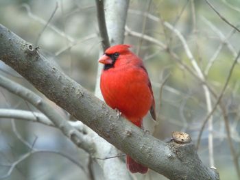 Close-up of bird perching on branch