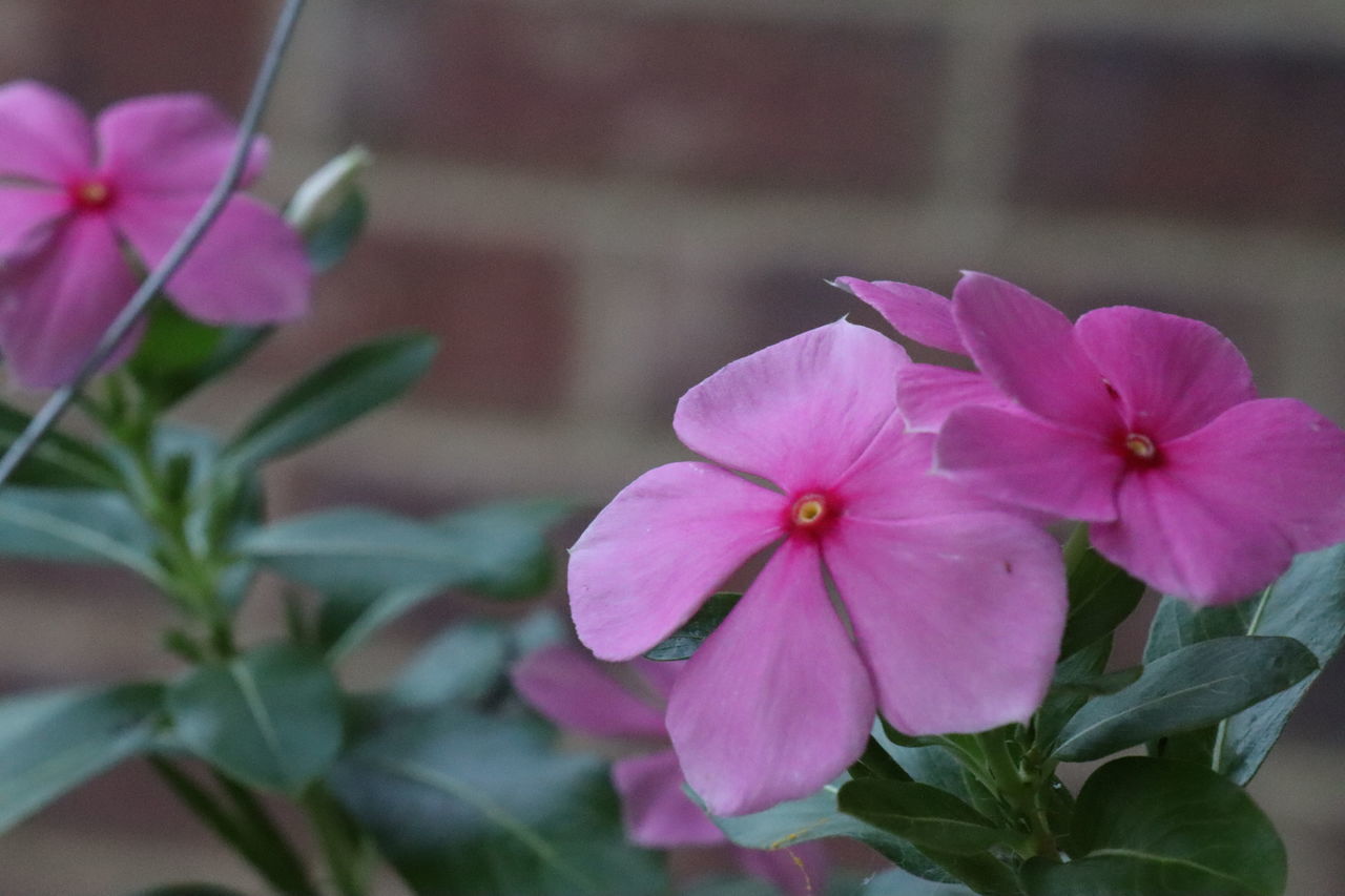 CLOSE-UP OF PURPLE FLOWERING PLANT