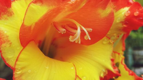 Full frame shot of yellow hibiscus blooming outdoors