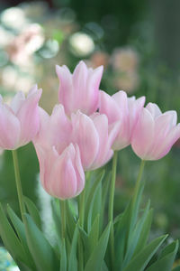 Close-up of pink flowering plant