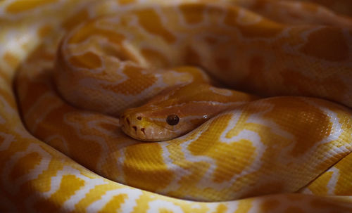 Close-up of a snake