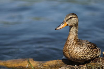 Close-up of duck in water